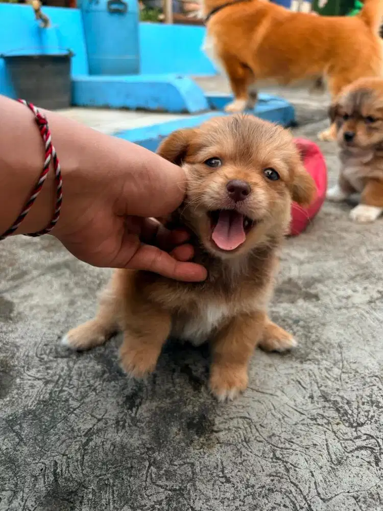 Puppy mix pom 2 bulan