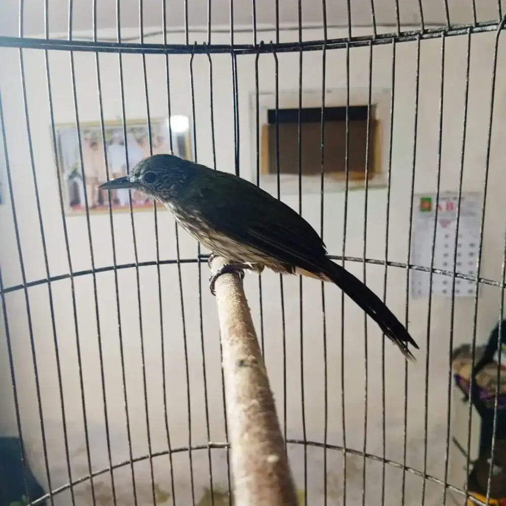 Burung BAYEMAN/CUCAK RAWIS Harian Rajin