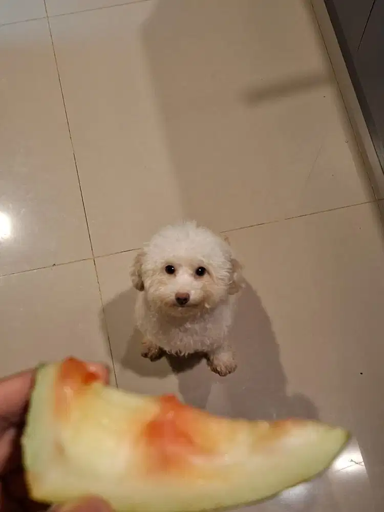 Jual anjing poodle white putih betina female