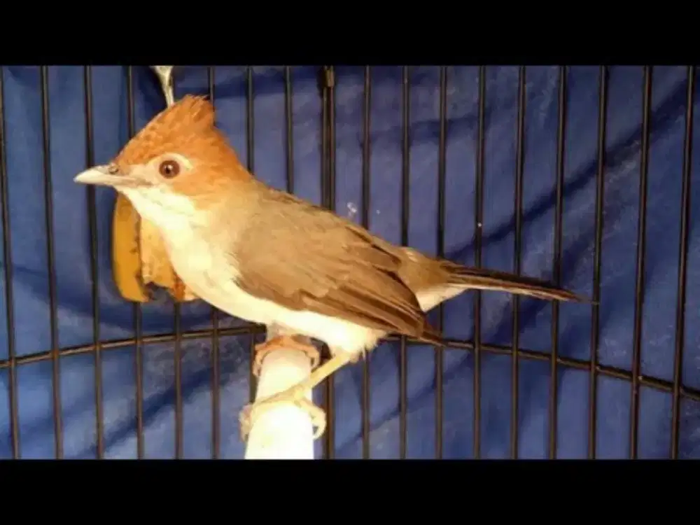 Burung YUHINA KALIMANTAN Harian Rajin