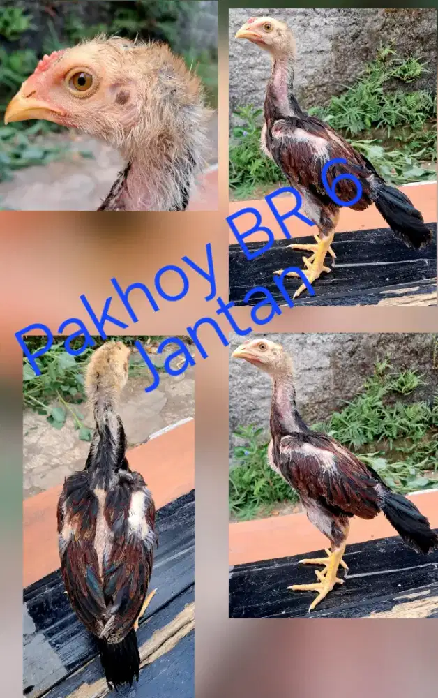 Anakan Ayam Bangkok Pakhoy Sepasang Harga [Nego, nego, dan nego]