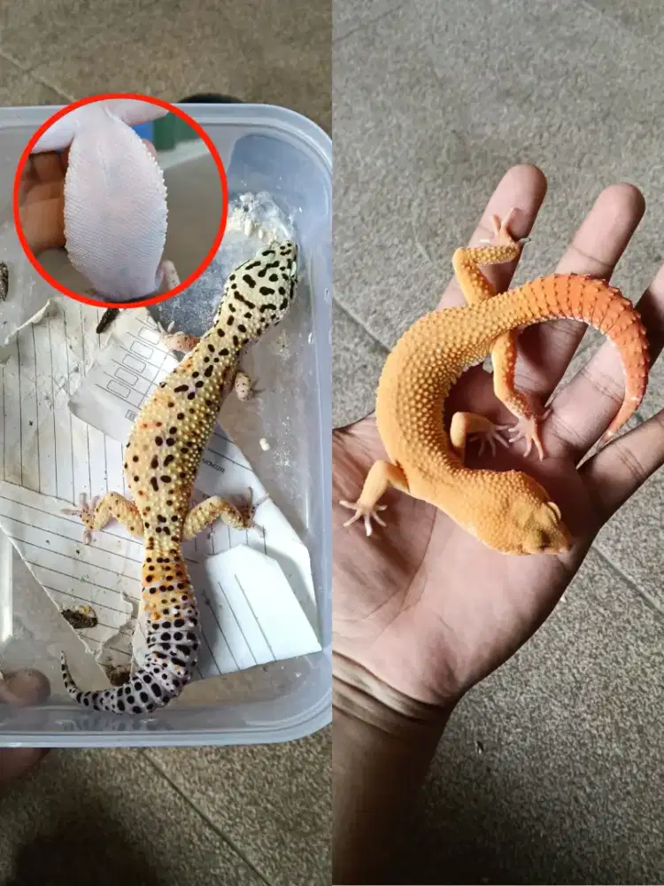 Leopard gecko sunglow, shtct