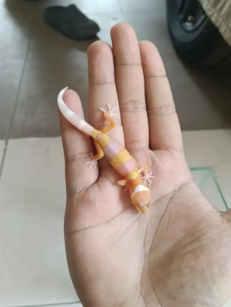 Baby leopard gecko