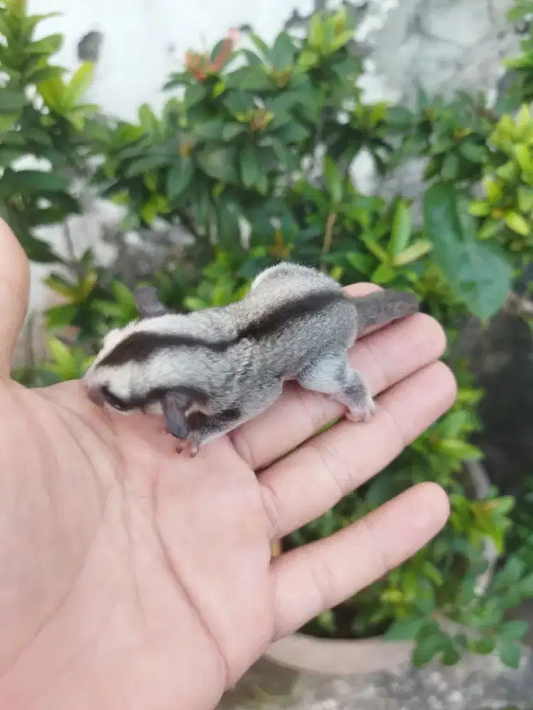 Sugar Glider classic gray betina