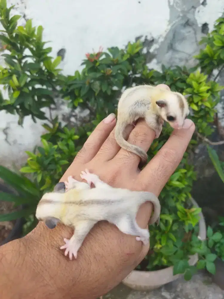 sugar glider platinum jantan