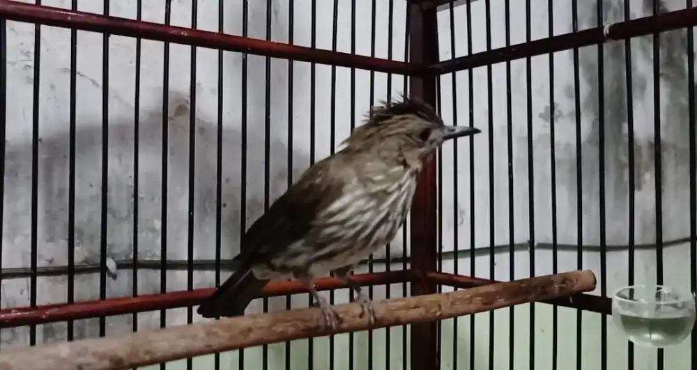 Burung SIRI SIRI KECIL Mulus Harian RAJIN