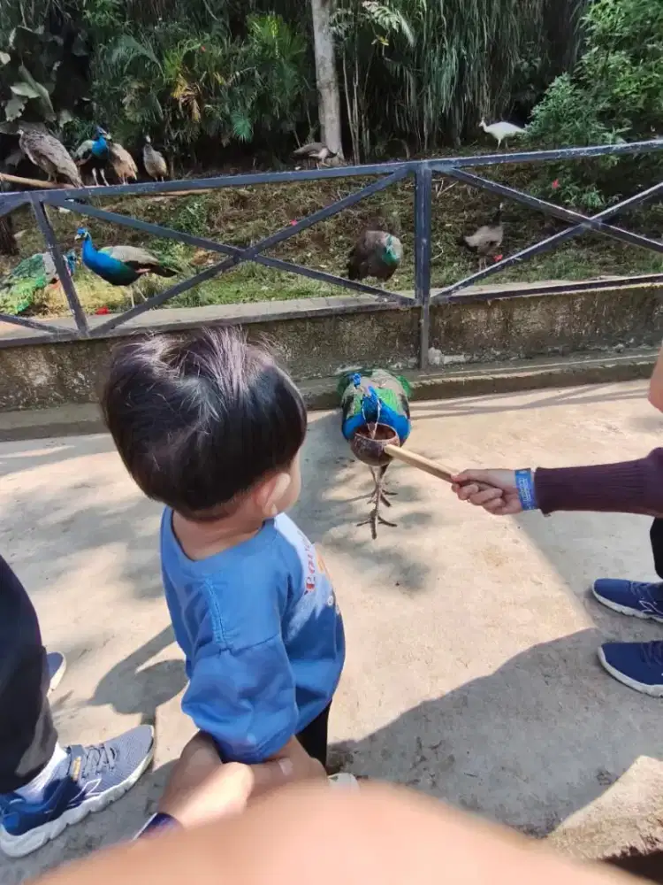 Lowongan baby sitter/ pengasuh anak Menginap