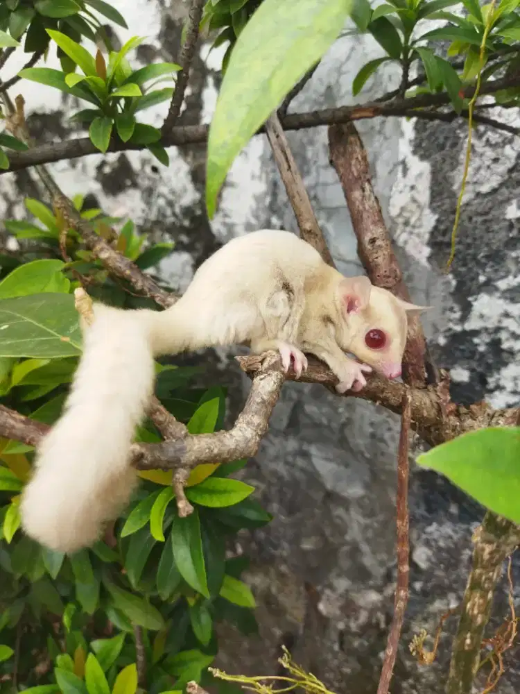 sugar glider creamino betina