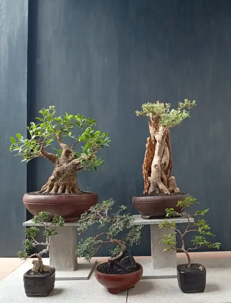 Cantik siap pajang bonsai hias