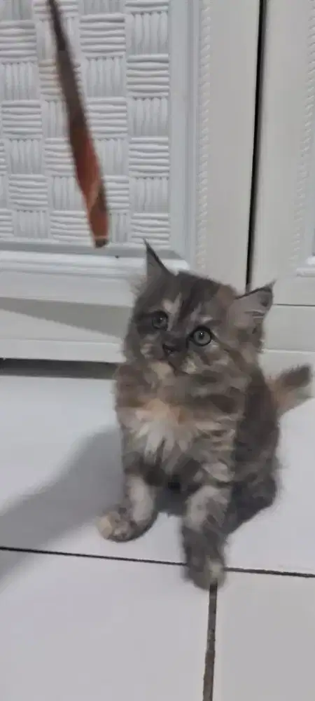 2 ekor Kucing Persia bulu kapas