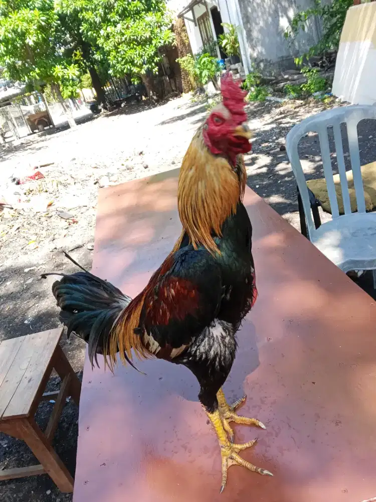 Ayam Bangkok 2D(pakhoy x khoyngon)RJF