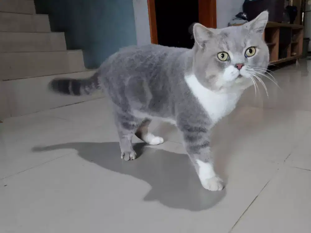 Jantan BSH PURE x SCOTHIS