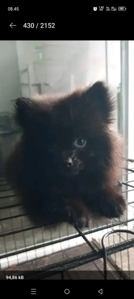 Mini pom jantan