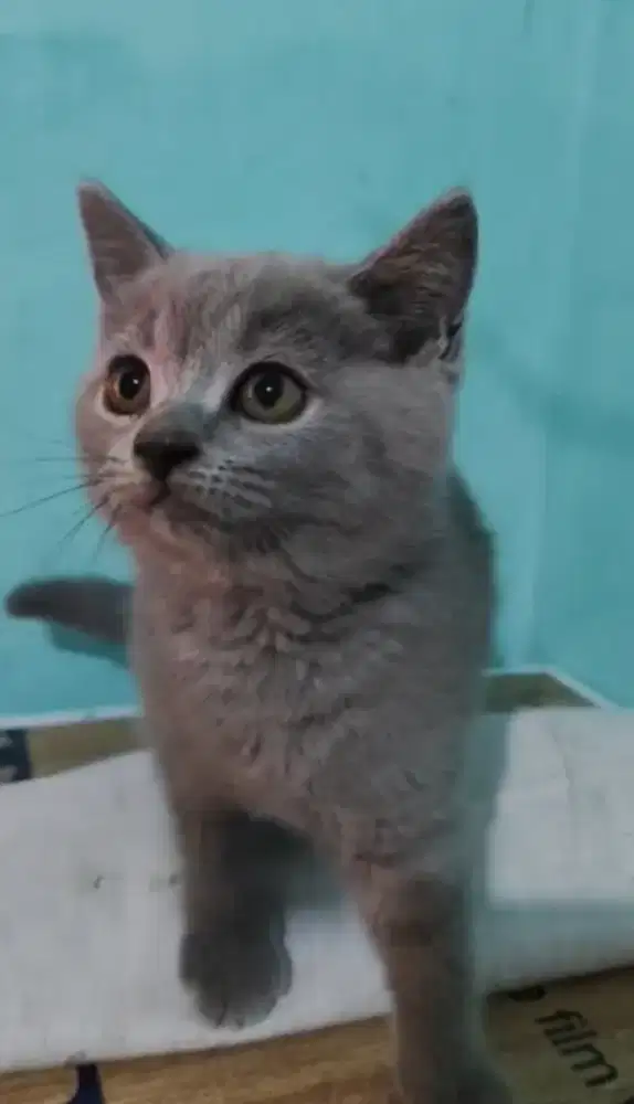 Kitten BSH solid blue