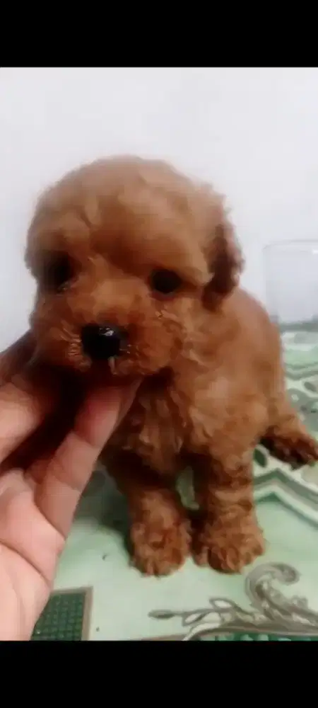 Tiny poodle size tiny/ cebol