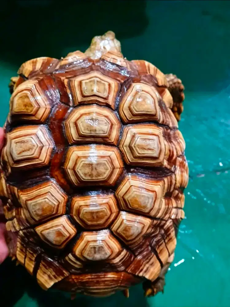 Kura-Kura Sulcata Jantan