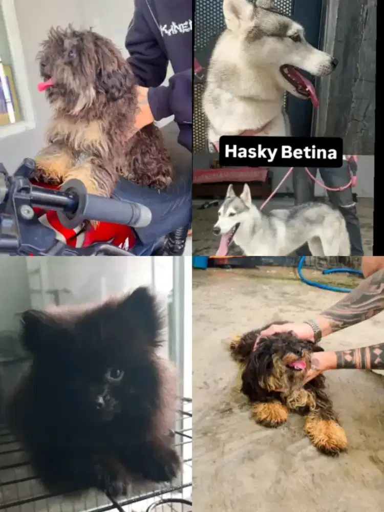 Open adopsi .. satuan atau mau di rad