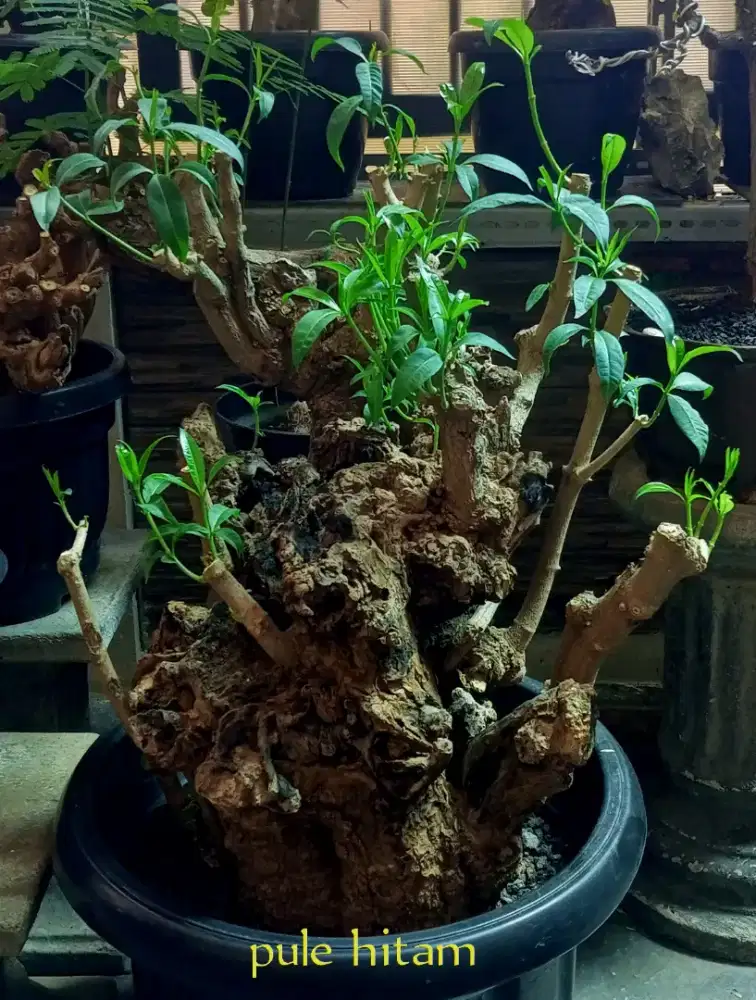 Bonsai pule hitam