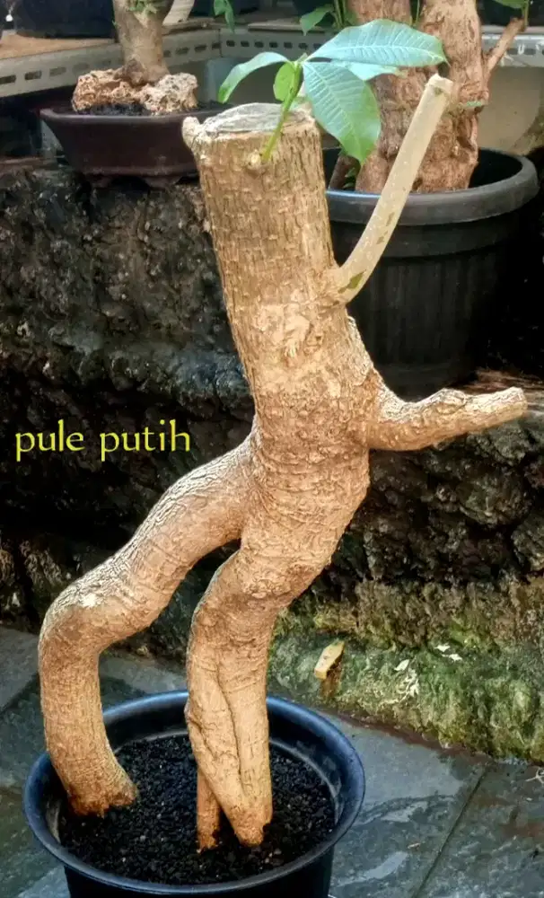 Bonsai pule putih medium