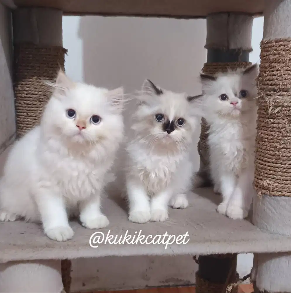 Kucing Persia Himalaya
