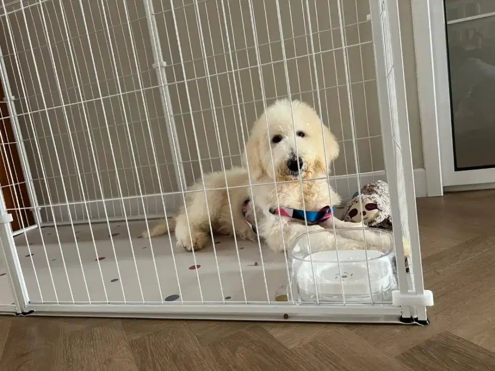 Puppies Giant poodle