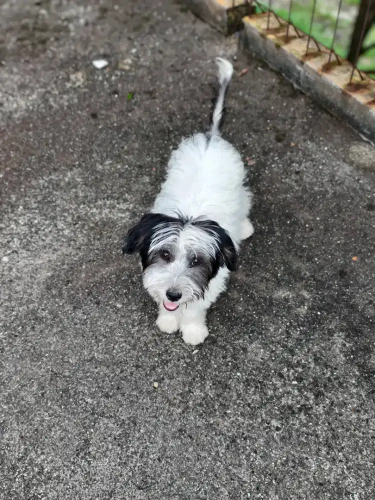 Mix shitzu Terrier betina