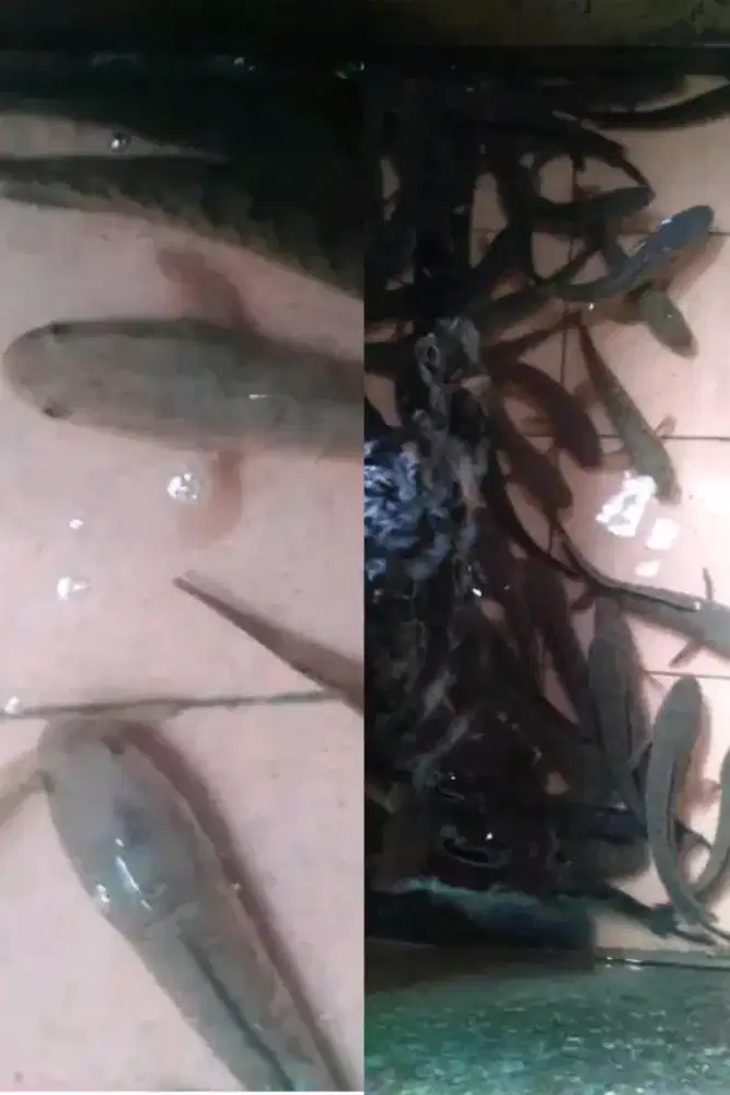 Jual ikan gabus hidup COD