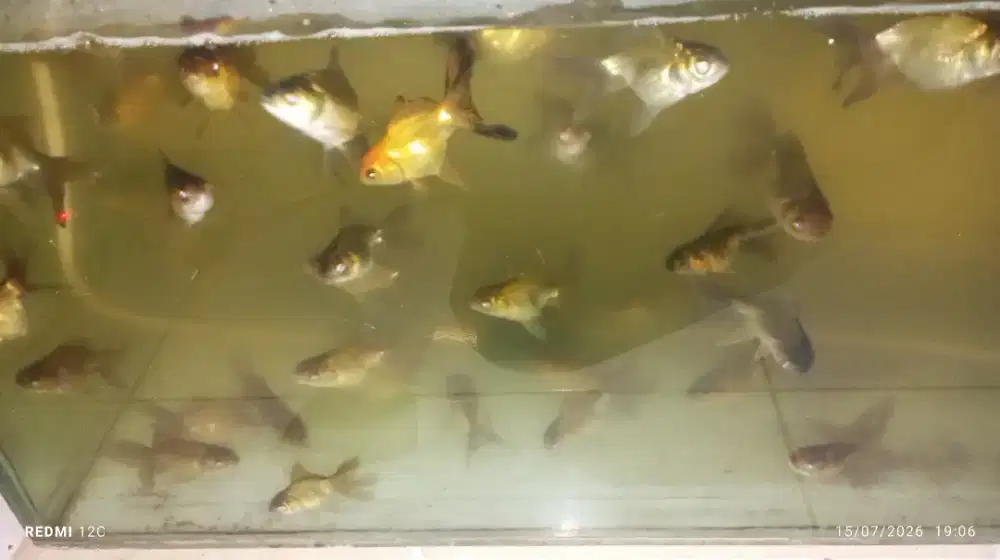 Ikan koki tossa