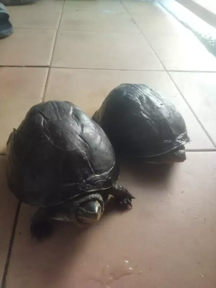 di jual kura kura batok sepasang harga Rp 150