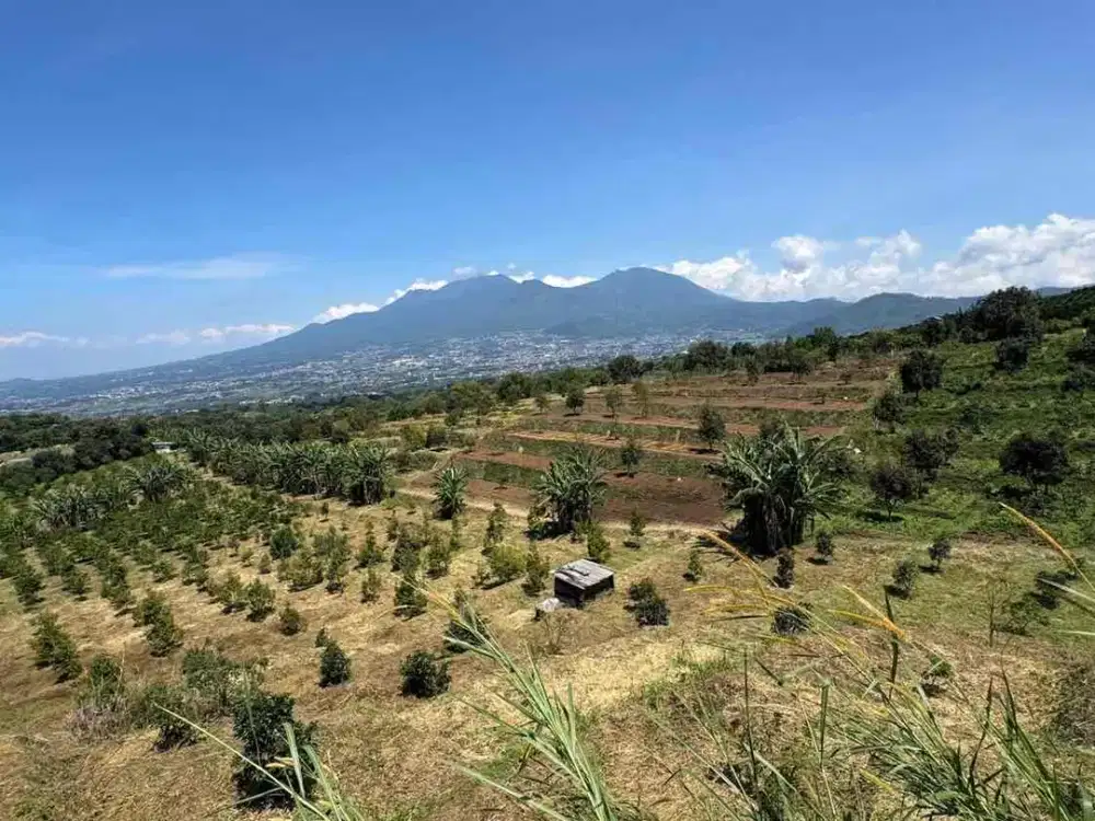 Di jual murah Kebun Durian & Alpukat Produktif 2 Hektar di Kota Batu – SHM, Siap Panen