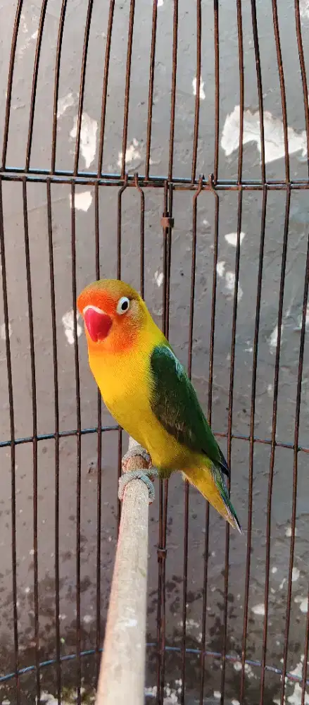 Burung Lovebird