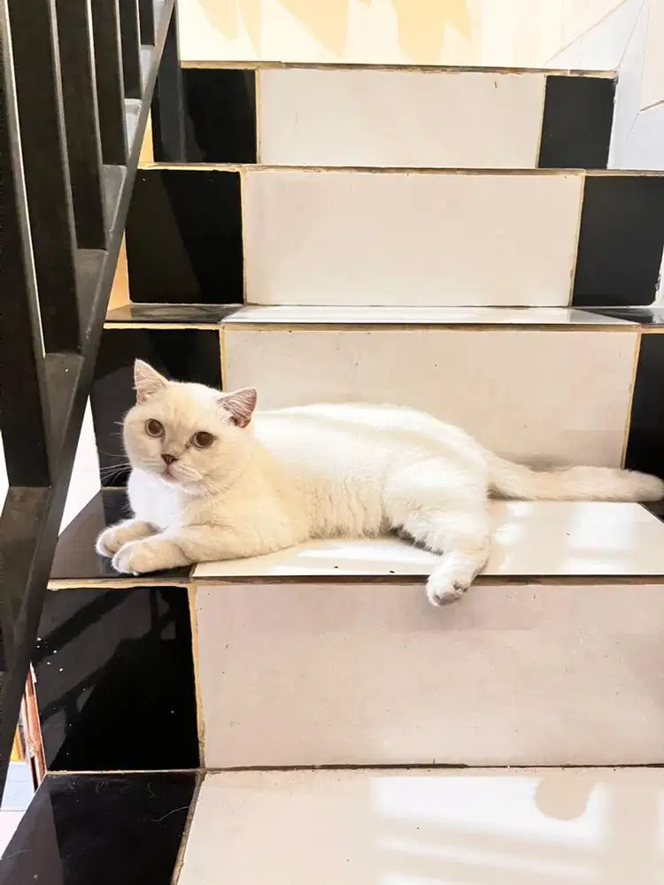 Kucing BSH Putih