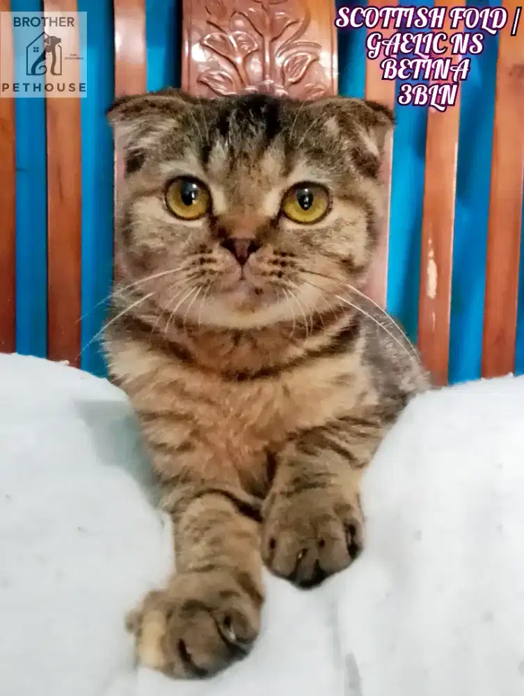 Scottish fold / munchkin gaelic ns