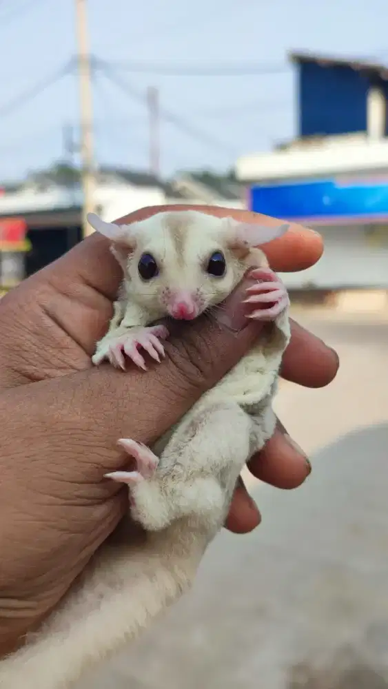 Sugar Glider Creamino