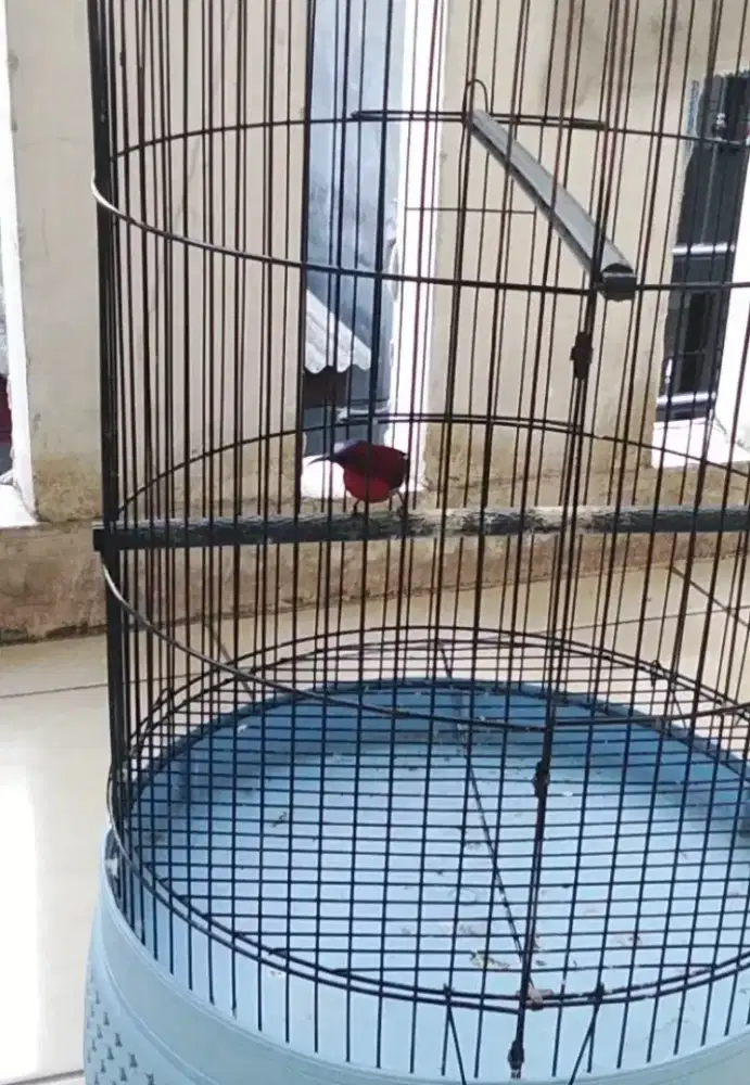 Jual Kandang burung+burung