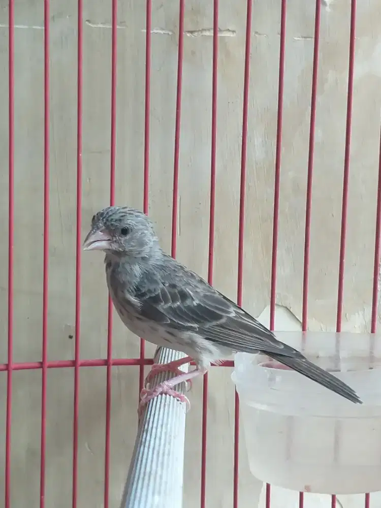 Burung Sanger Betina