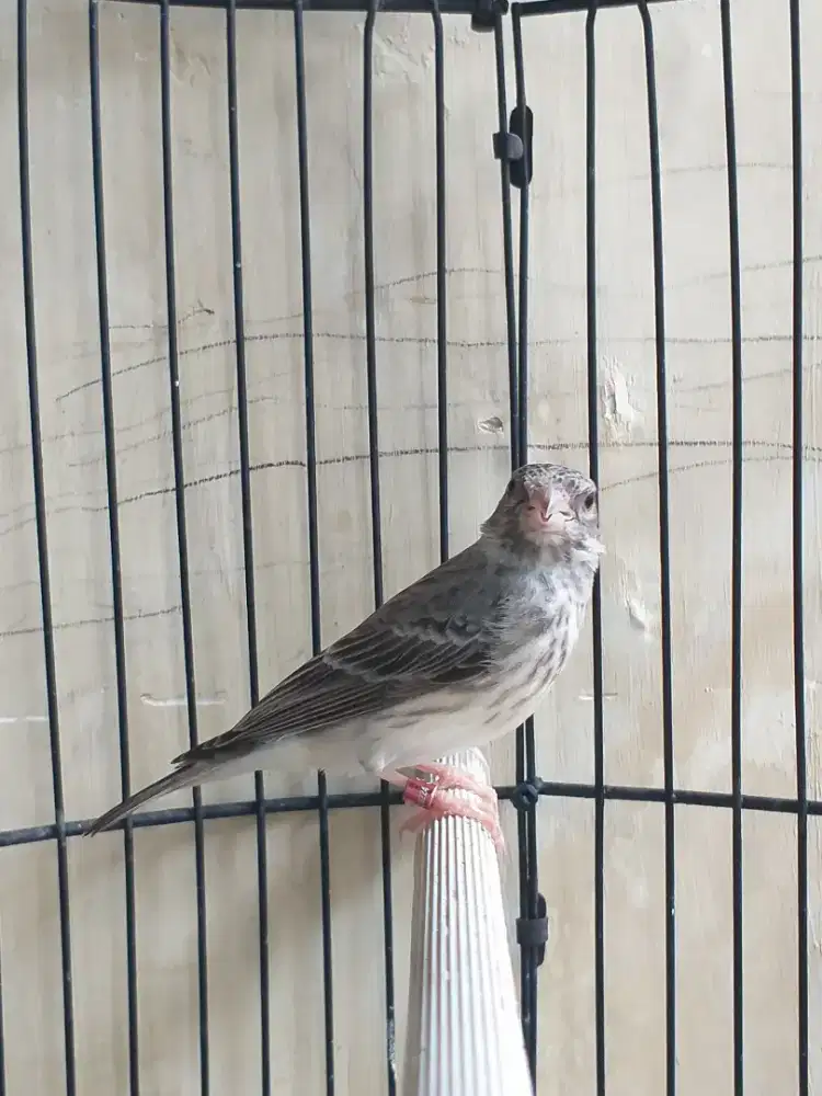 Burung Sanger Jantan