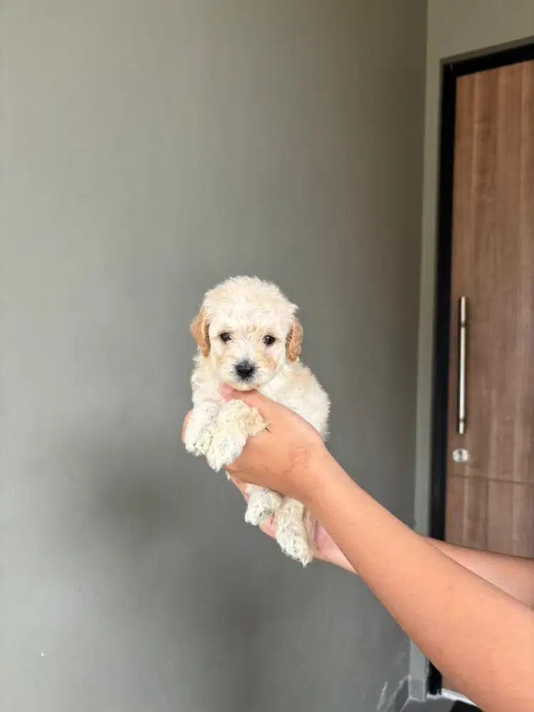 toy poodle 2bln