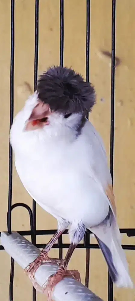 BURUNG KENARI JAMBUL GACOR ISIAN  SISKIN SOGON PLAMBOYAN