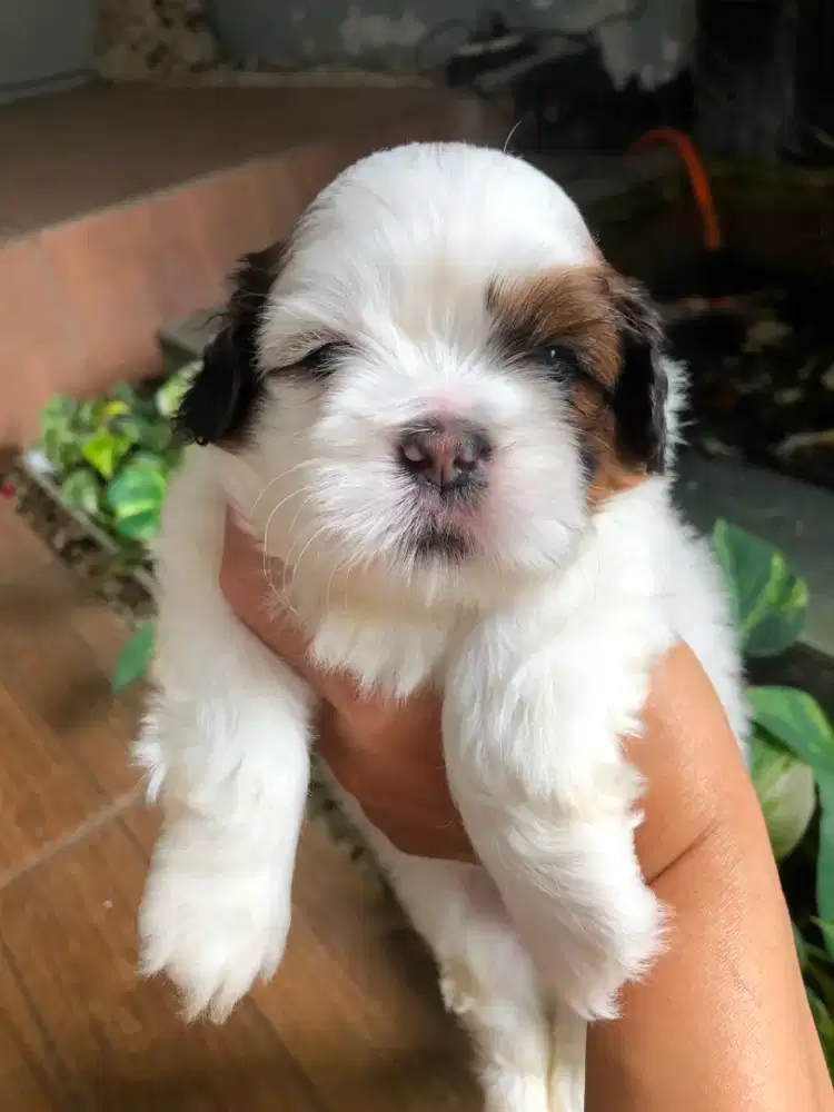 Shihtzu tricolor 2 jantan 2 betina
