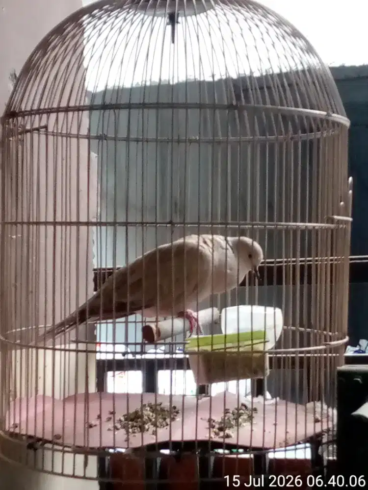 burung puter gacor plus kandang besi