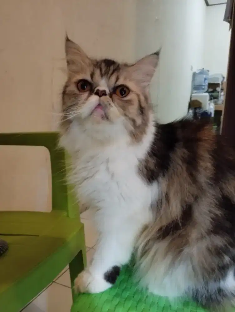 Persia betina peaknose