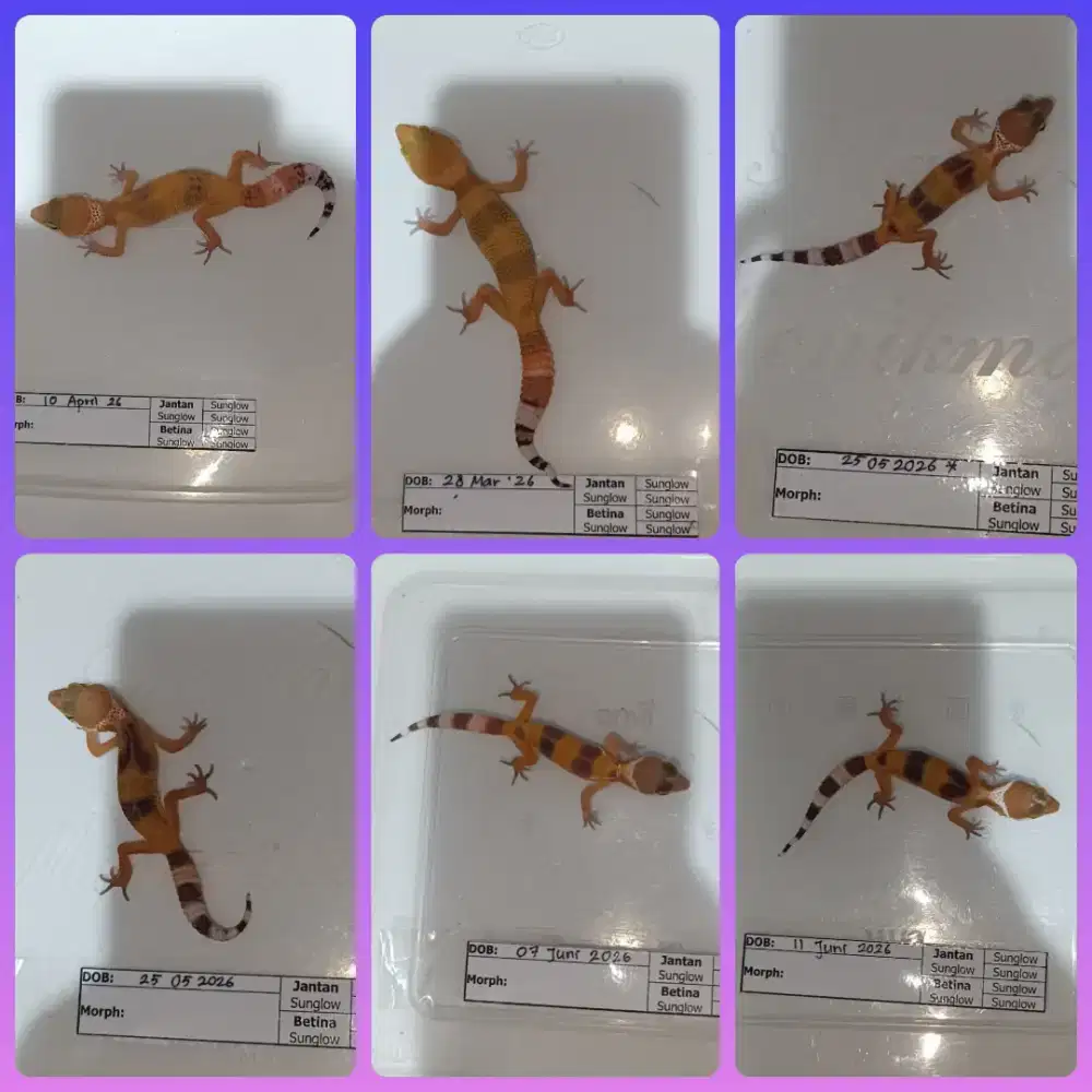 Baby Sunglow x Sunglow 6 ekor