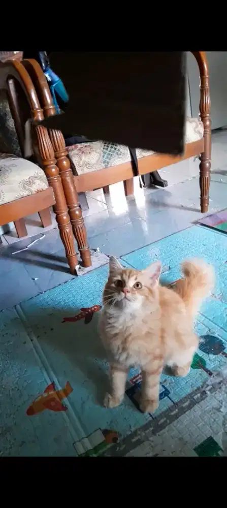Kucing Persia mixdom