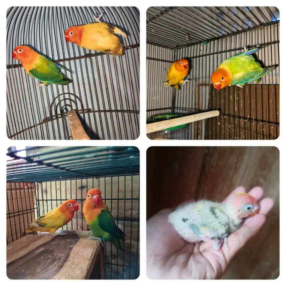 Indukan resmi aviary nelor