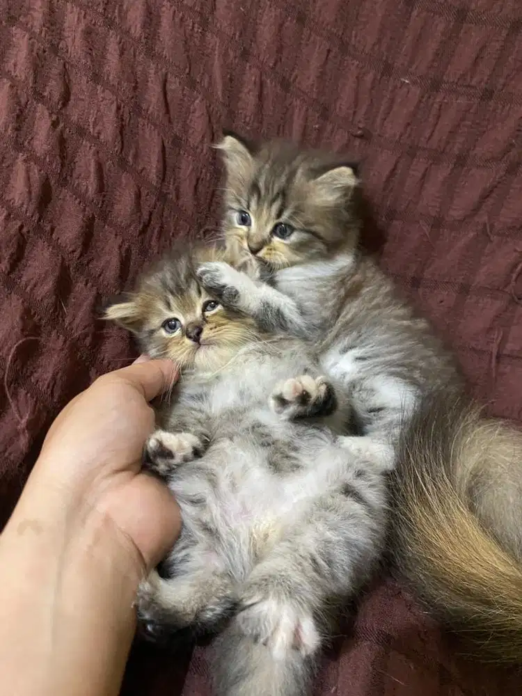 Kitten persia murah