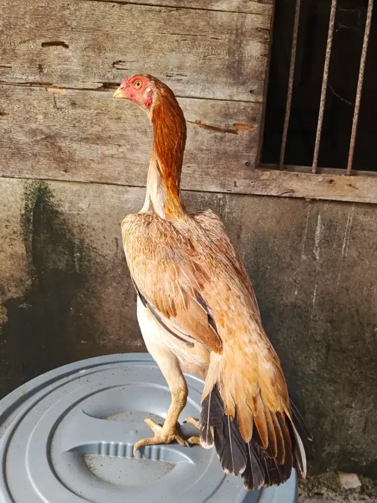 Ayam betina ekor lidi ori
