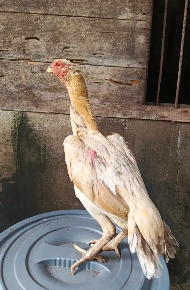 Ayam betina ekor lidi ori