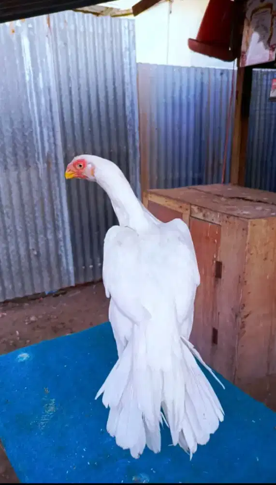 Ayam betina aseel parrot ori