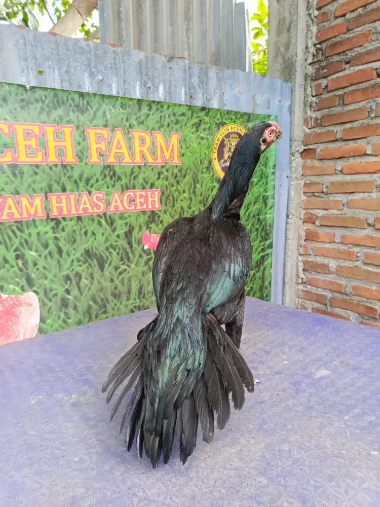 Ayam betina aseel parrot ori